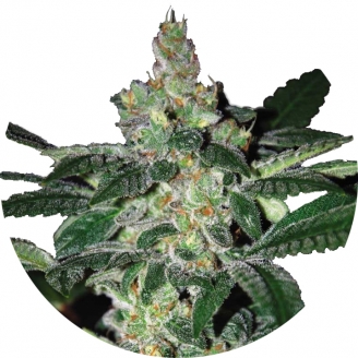 Купить семена марихуаны Amnesia Fem. Купить семена марихуаны Amnesia Fem.